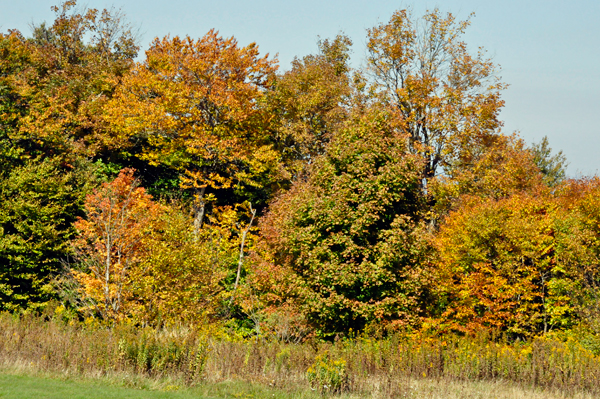 fall colors